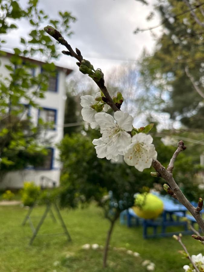 Sakliderebutikotel Αδραμύττιο Εξωτερικό φωτογραφία
