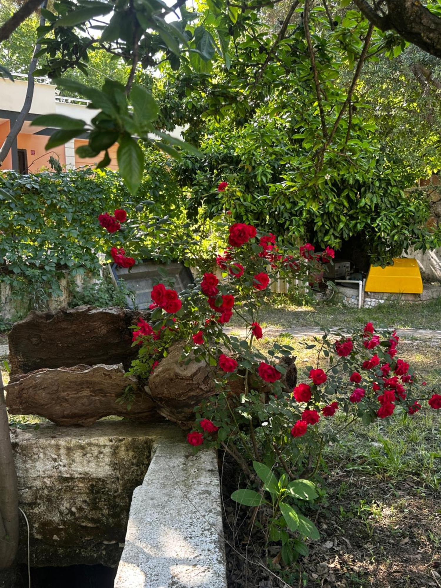 Sakliderebutikotel Αδραμύττιο Εξωτερικό φωτογραφία